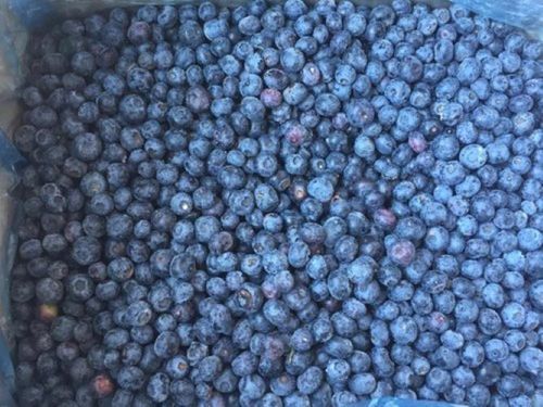 Agrophonics Frozen Imported Blueberries