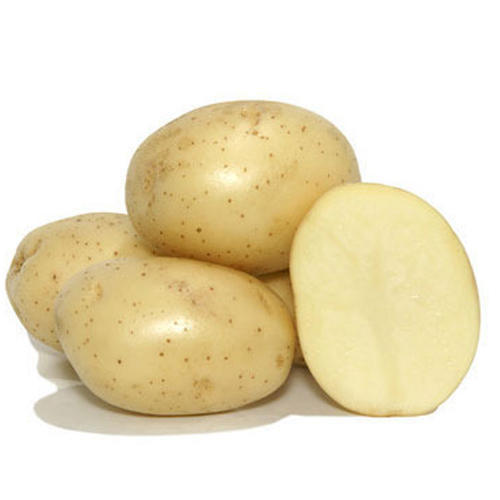 Healthy and Natural Fresh Badshah Potato