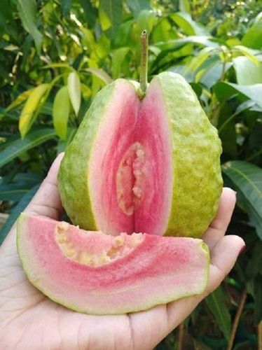 Taiwan Pink Guava Plants