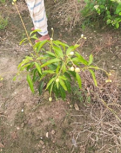 Thai All Time Mango Plant 576 