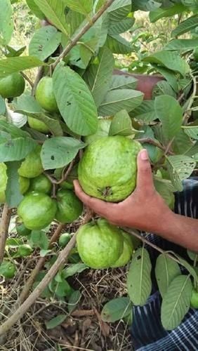 Well Watered Green Thai 7 Guava Plant