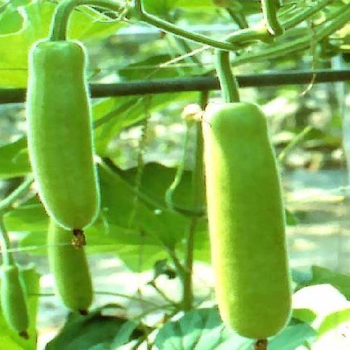 Healthy And Natural Fresh Bottle Gourd Shelf Life: 1 Week