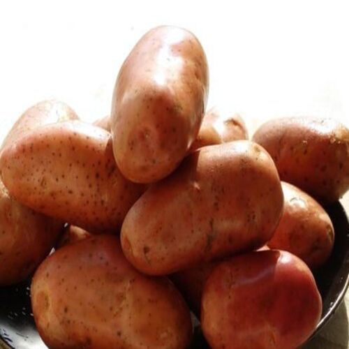 Healthy and Natural Fresh Lady Rosetta Potato