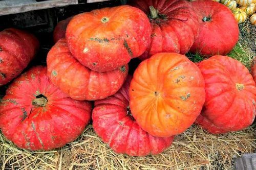 Healthy and Natural Fresh Red Pumpkin