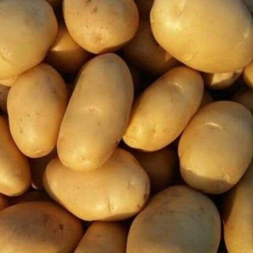 Round Healthy And Natural Fresh Yellow Potato