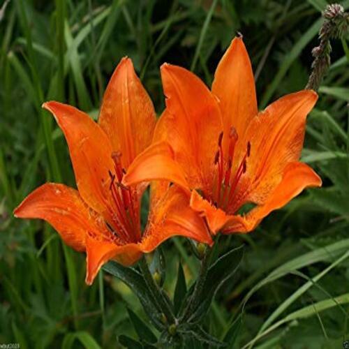 Natural and Fresh Orange Lily Flower