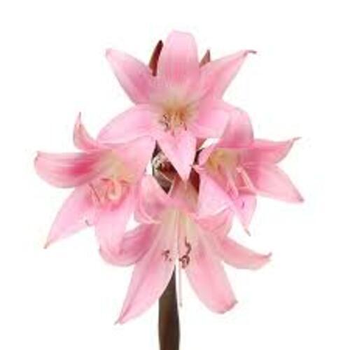 Natural and Fresh Pink Lily Flower