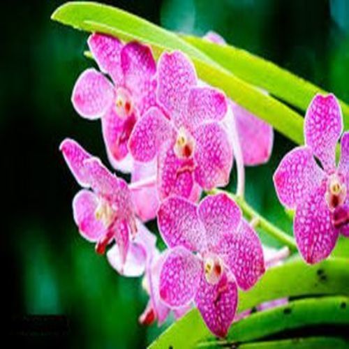 Natural and Fresh Pink Orchid Flower