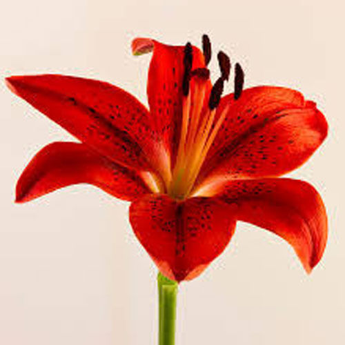 Natural And Fresh Red Lily Flower Shelf Life: 15 Days