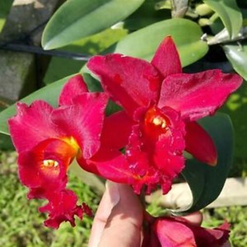 Natural and Fresh Red Orchid Flower