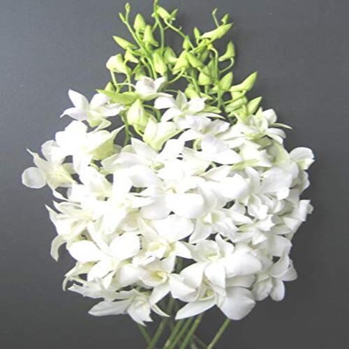 Natural And Fresh White Orchid Flower