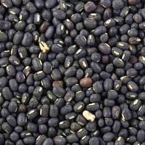 Healthy And Natural Black Gram Dal (Pulses) Admixture (%): 0.25 %