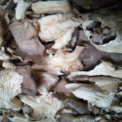 Light Brown Healthy And Natural Dried Oyster Mushrooms