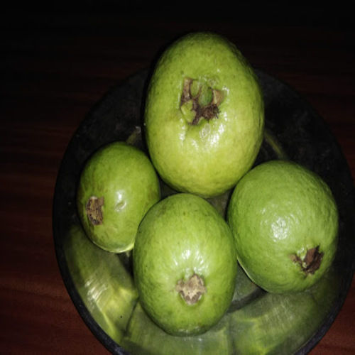 Healthy and Natural Fresh Baruipur Guava