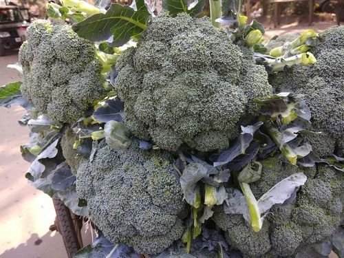 Healthy and Natural Fresh Broccoli