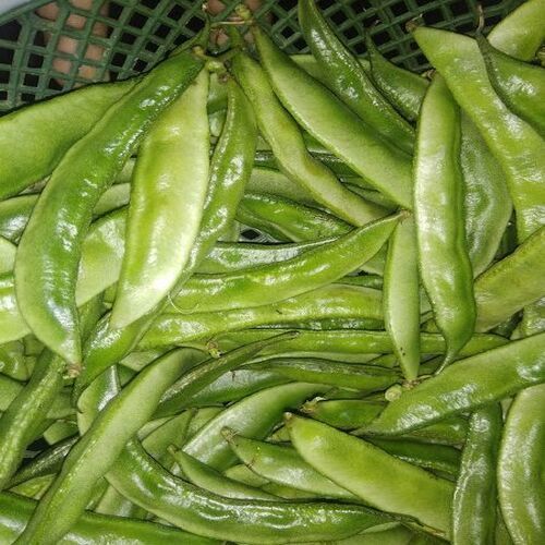 Healthy and Natural Fresh Cluster Beans - Organic, 10-15 cm Long, Green | Very Good Quality, Non Harmful Fresh Taste