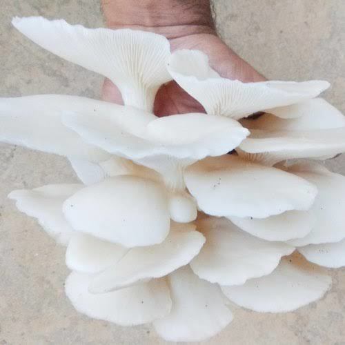 Healthy and Natural Fresh Oyster Mushroom