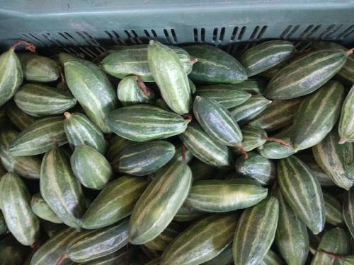 Healthy and Natural Fresh Pointed Gourd