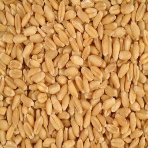 Healthy and Natural Wheat Seeds