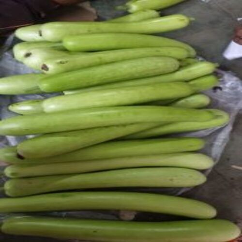 Healthy and Natural Fresh Bottle Gourd