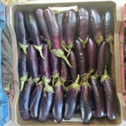 Healthy and Natural Fresh Brinjal