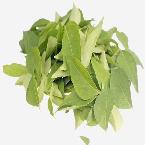 Green Healthy And Natural Fresh Curry Leaves