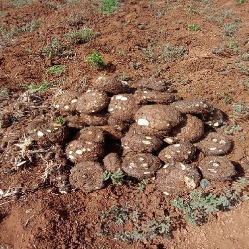 Healthy And Natural Fresh Elephant Yam