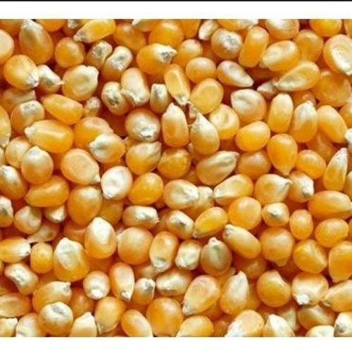Healthy and Natural Yellow Maize Seeds