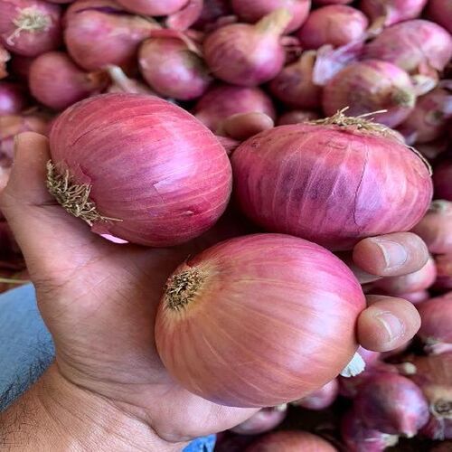 Healthy and Natural Fresh Pink Onion