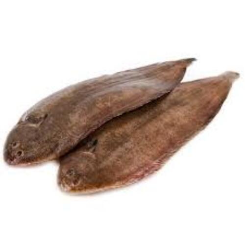 Healthy Frozen Brown Sole Fish