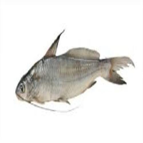 Healthy Frozen Shiny Silver Tengra Fish