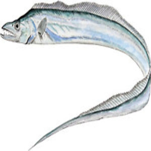 Healthy Frozen Silver Ribbon Fish Shelf Life: 7-10 Days