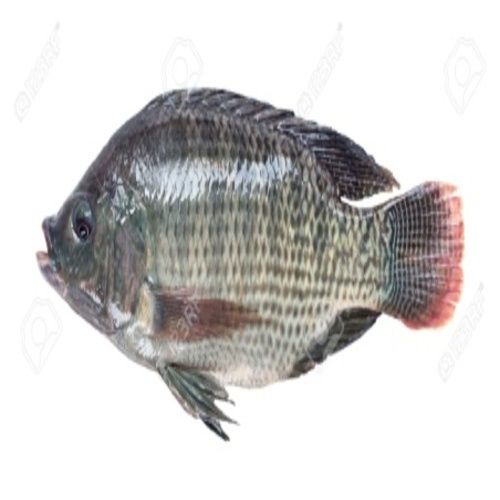 Healthy Frozen Silver Tilapia Fish