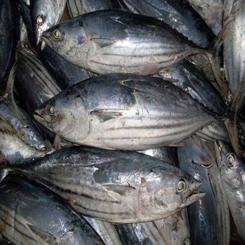 Healthy Frozen Skipjack Tuna Fish