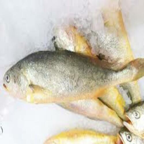 Healthy Frozen Yellow Croaker Fish