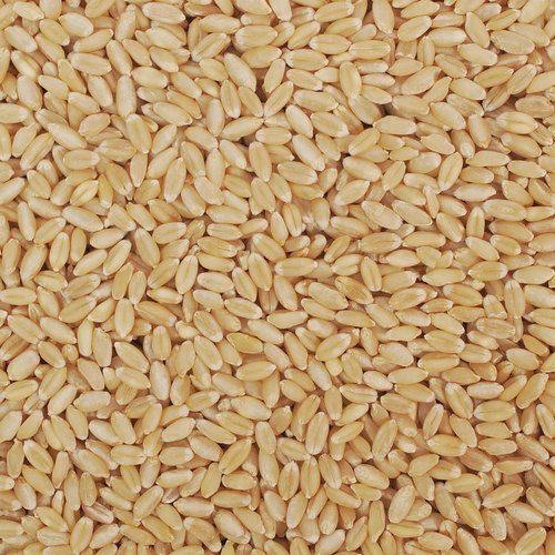 Premium Dried Wheat Seed