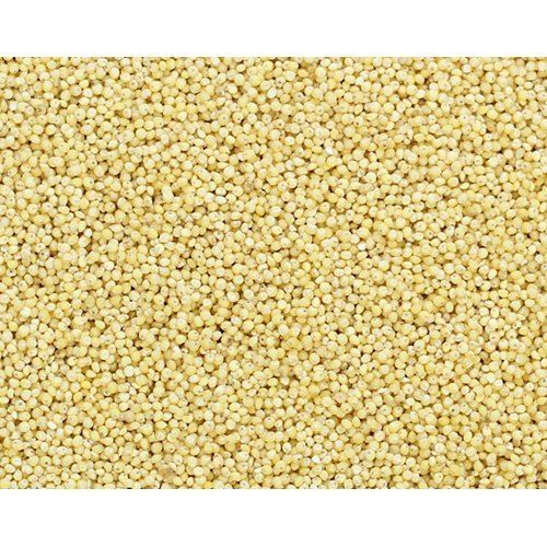 Yellow Color Indian Little Millet