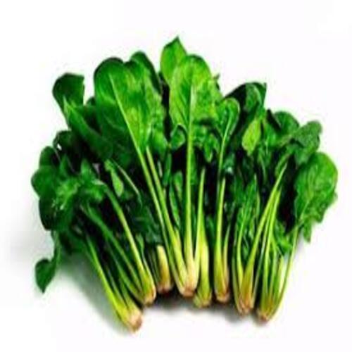 Healthy and Natural Fresh Spinach Leaves