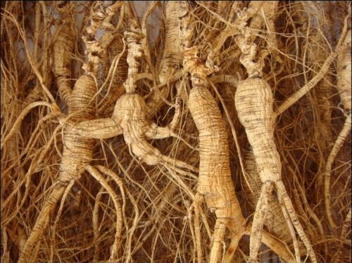 Nature and 100% Sun Dry 30 Years Wild Ginseng/Insam/Ninjin Root