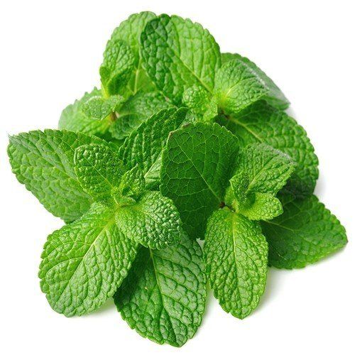 Green Healthy And Natural Fresh Mint Leaves