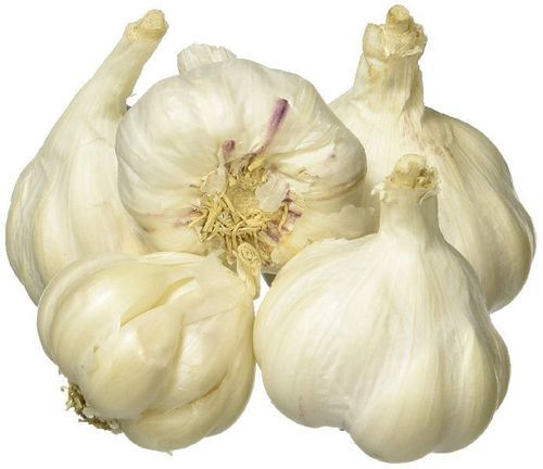 Organic and Natural Fresh Garlic 