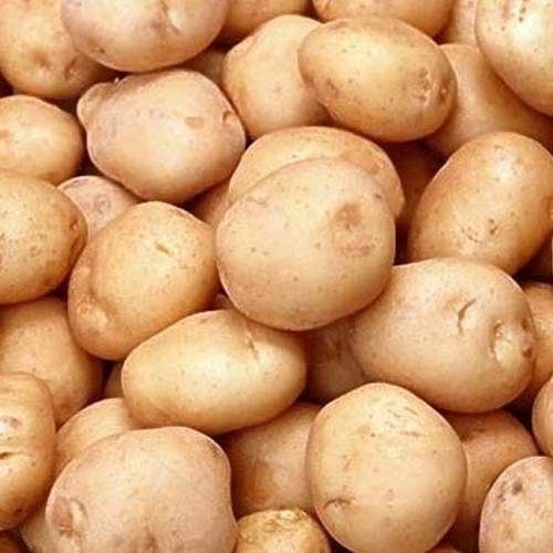 Organic and Natural Fresh Potato