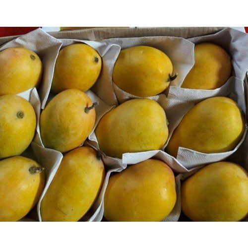 Yellow Kesar Fresh Mango
