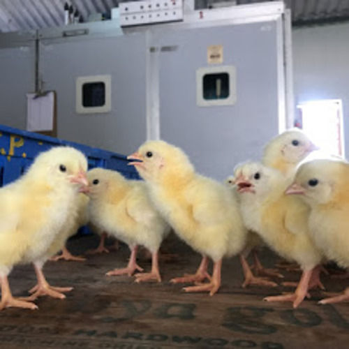 Day Old Chicks