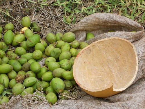 Fresh And Dry Shea Butter Nut