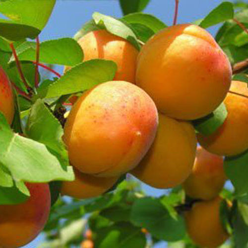 Organic Healthy And Natural Fresh Apricot