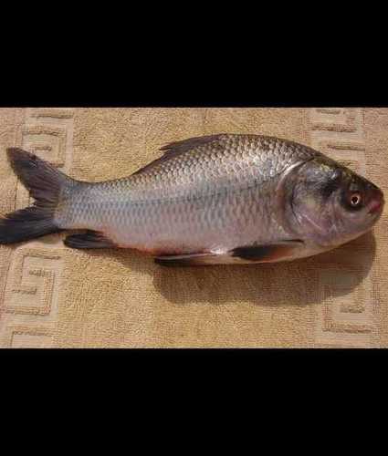 Catla Fish