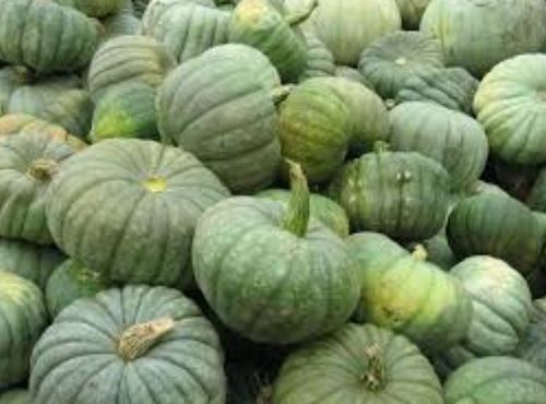 Farm Fresh Green Pumpkin