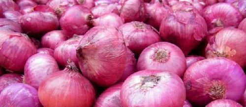Farm Fresh Organic Red Onions