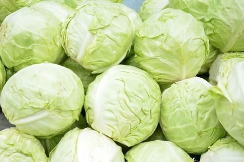 Healthy and Natural Fresh Cabbage